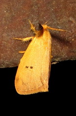 Bracharoa quadripunctata