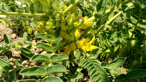 Image of Lefkara Milk-Vetch (Astragalus macrocarpus) by no rights reserved