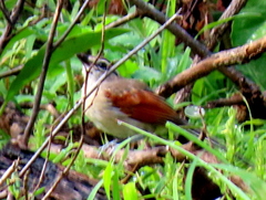 Tchagra australis australis