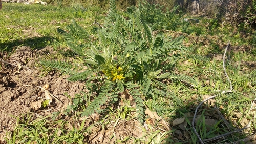 Image of Lefkara Milk-Vetch (Astragalus macrocarpus) by no rights reserved