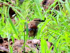 Tchagra australis australis