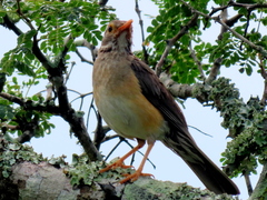 Turdus libonyana peripheris