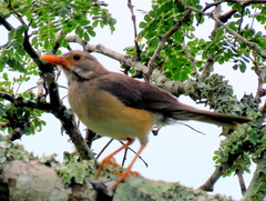Turdus libonyana peripheris