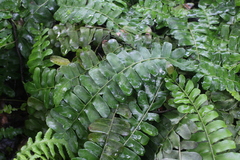 Arthropteris palisotii
