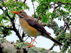 Turdus libonyana peripheris
