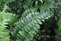 Arthropteris palisotii