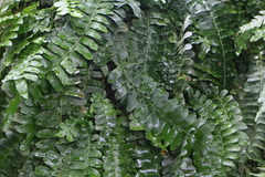 Arthropteris palisotii