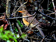 Turdus libonyana peripheris