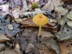 Entoloma unicolor