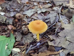 Entoloma unicolor