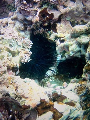 Centrostephanus coronatus