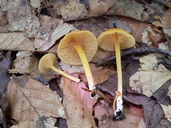 Entoloma unicolor