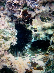 Centrostephanus coronatus