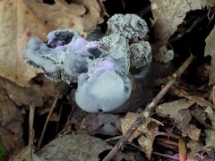Phellodon niger alboniger