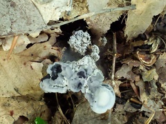 Phellodon niger alboniger