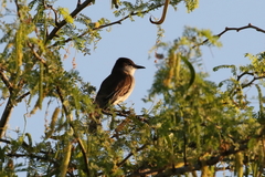 Myiarchus antillarum