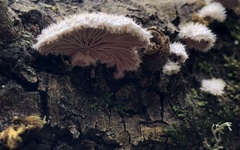 Schizophyllum commune