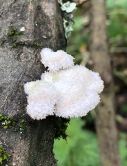 Schizophyllum commune