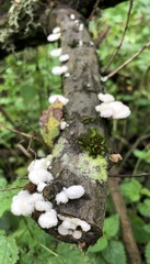 Schizophyllum commune