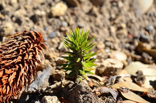 Araucaria araucana