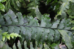 Hymenasplenium unilaterale