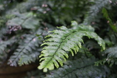 Hymenasplenium unilaterale