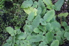 Tectaria zeilanica