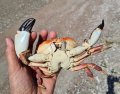 Danielethus crenulatus