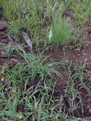 Chlorophytum colubrinum