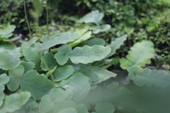 Tectaria zeilanica