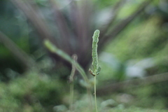 Tectaria zeilanica