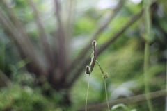 Tectaria zeilanica