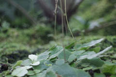 Tectaria zeilanica