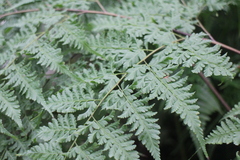 Davallia formosana