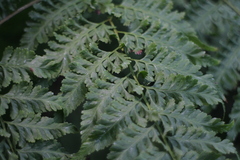 Davallia formosana