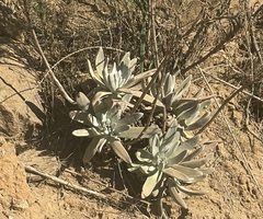 Dudleya virens