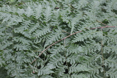 Davallia formosana
