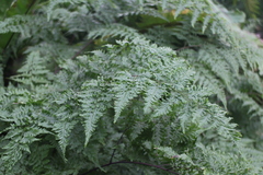 Davallia formosana