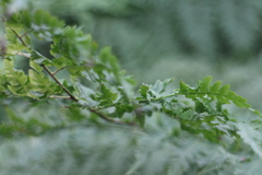 Davallia formosana