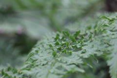 Davallia formosana