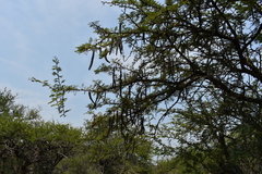 Vachellia astringens