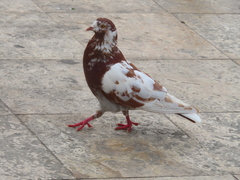 Columba livia domestica