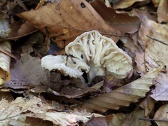 Hypomyces porphyreus