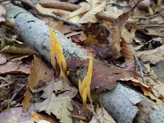Clavaria amoenoides