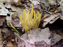 Clavaria amoenoides