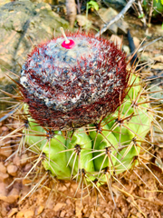 Melocactus macracanthos