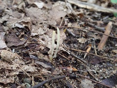 Clavaria acuta
