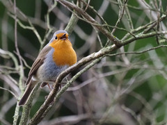 Erithacus rubecula