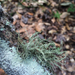 Beard Lichen - Photo (c) Kai Joaquin, some rights reserved (CC BY-NC), uploaded by Kai Joaquin
