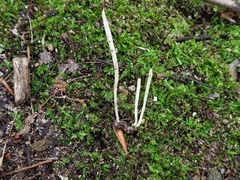 Clavaria acuta